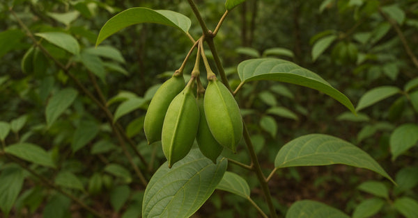 Griffonia simplicifolia plant where 5-HTP comes from