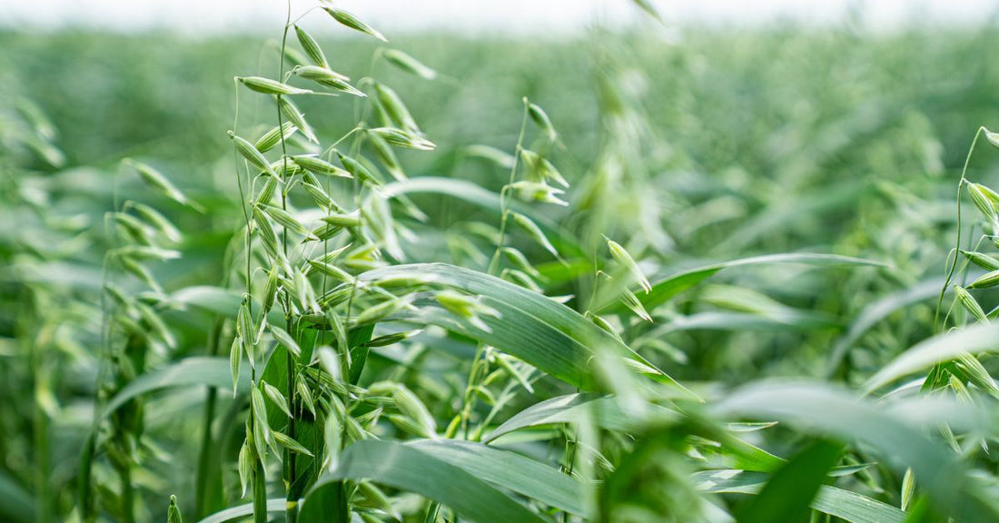 Close-up of green oat straw plants in a field illustrating how does oat straw improve wellness naturally