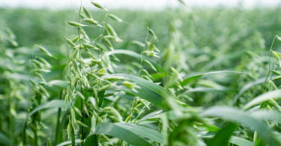 Soft As A Whisper, Strong As A Hug: The Magic Of Oat Straw