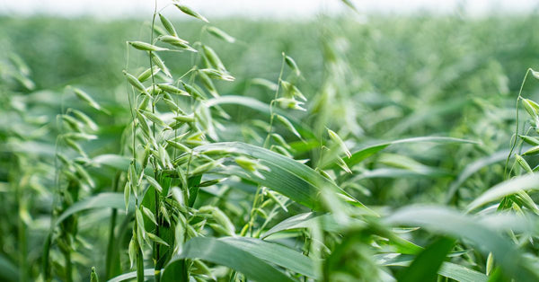 Close-up of green oat straw plants in a field illustrating how does oat straw improve wellness naturally