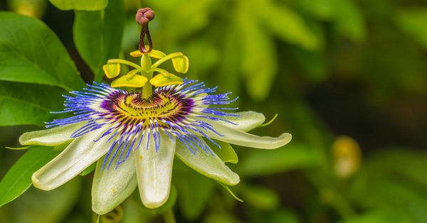 Close-up of a blooming passionflower plant illustrating how does passionflower help with stress naturally