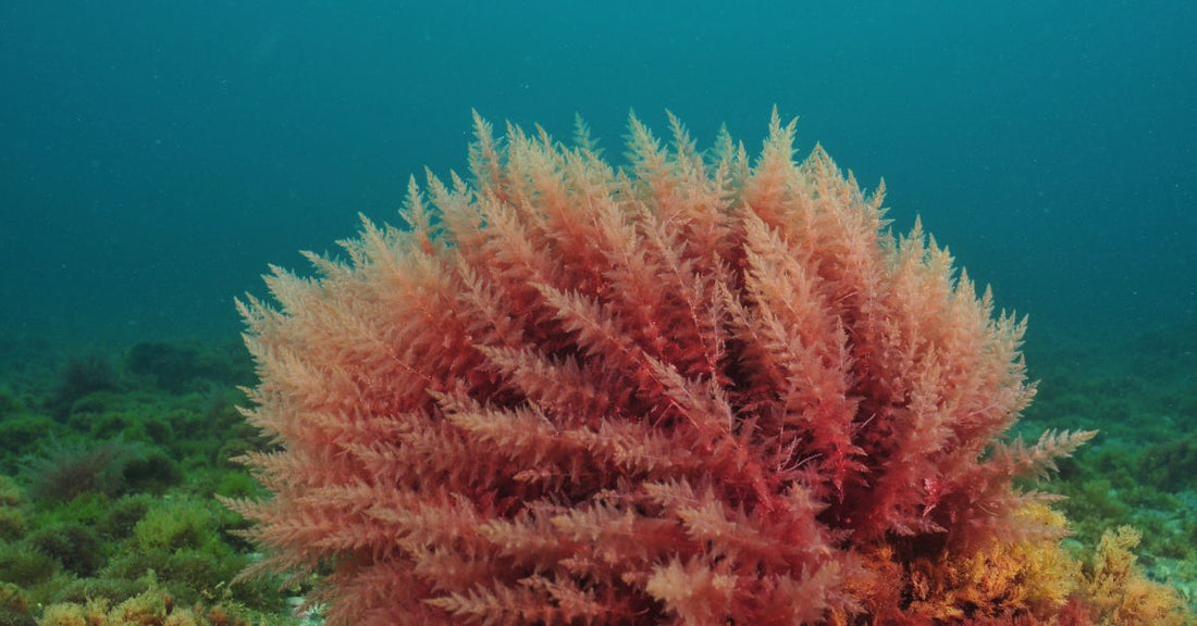 Close-up of red sea moss growing underwater illustrating sea moss vs bladderwrack vs burdock benefits