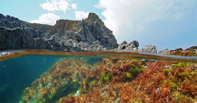 From Famine Food to Superfood: The Untold Story of Sea Moss