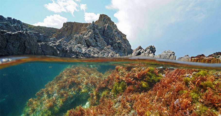 From Famine Food to Superfood: The Untold Story of Sea Moss