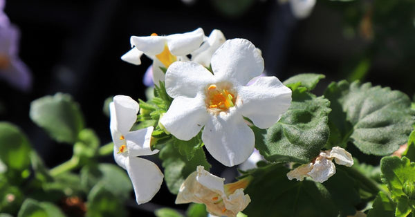 Close-up of Bacopa Monnieri white flowers and green leaves highlighting Bacopa Monnieri benefits for memory