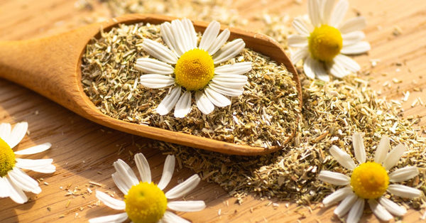 Dried chamomile flowers and fresh chamomile blossoms illustrating the benefits of chamomile for sleep