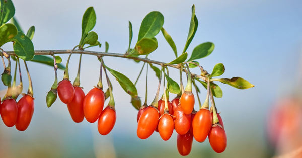 Fresh goji berries hanging from a branch showcasing goji berries benefits for sleep