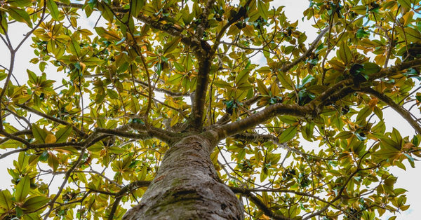 Looking up at a magnolia tree with green leaves illustrating how does magnolia help with anxiety naturally