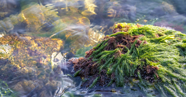 Vibrant sea moss growing in clear ocean water among rocky surfaces