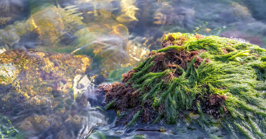 What Is Sea Moss? The Ocean Superfood Everyone’s Talking About
