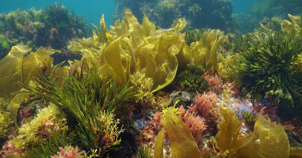Underwater view of various sea moss and seaweed highlighting sea moss benefits for skin and gut health
