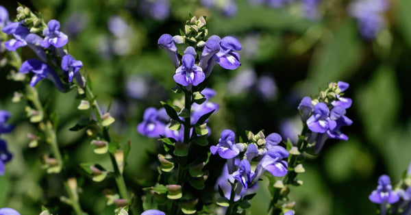 Close-up of blooming Skullcap herb with purple flowers illustrating how does skullcap herb help sleep naturally