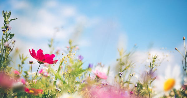 Colorful spring flowers blooming under a bright blue sky representing spring anxiety symptoms and solutions