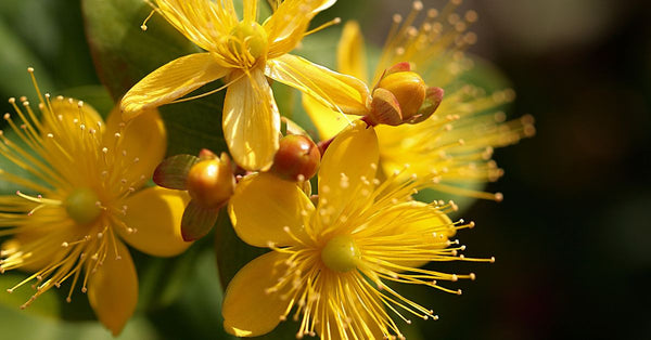 Close-up of bright yellow St Johns Wort flowers illustrating St Johns Wort benefits for anxiety