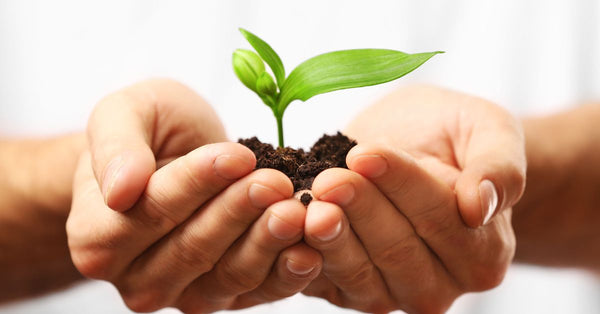 Hands gently holding soil with a small green plant representing how to reduce stress for better physical health