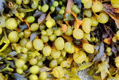 BLADDERWRACK
