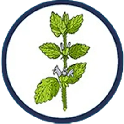 LEMON BALM