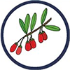 LYCIUM