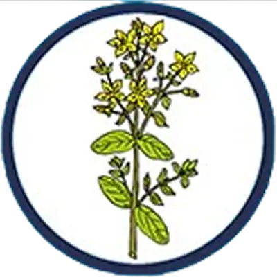ST. JOHN’S WORT